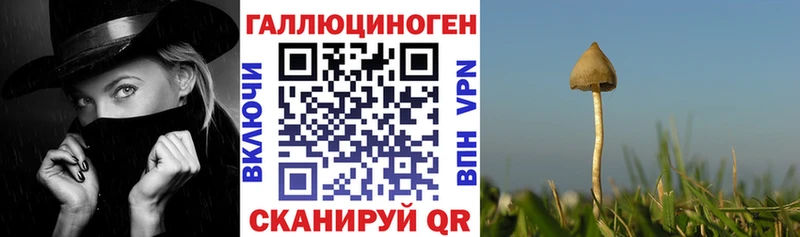 Галлюциногенные грибы Psilocybe  Купить  Межгорье 
